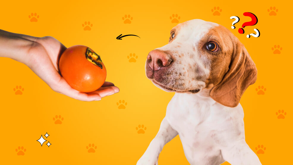 Can dogs eat persimmons_