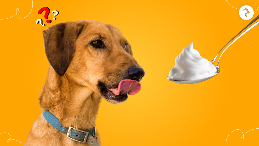 Can dogs have Cool Whip