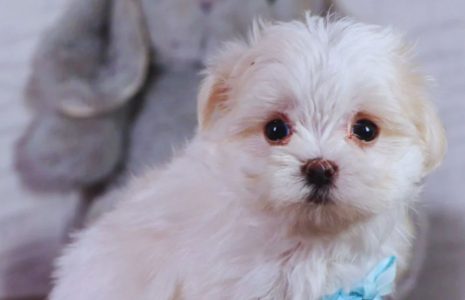 Caring for a Maltese Coat