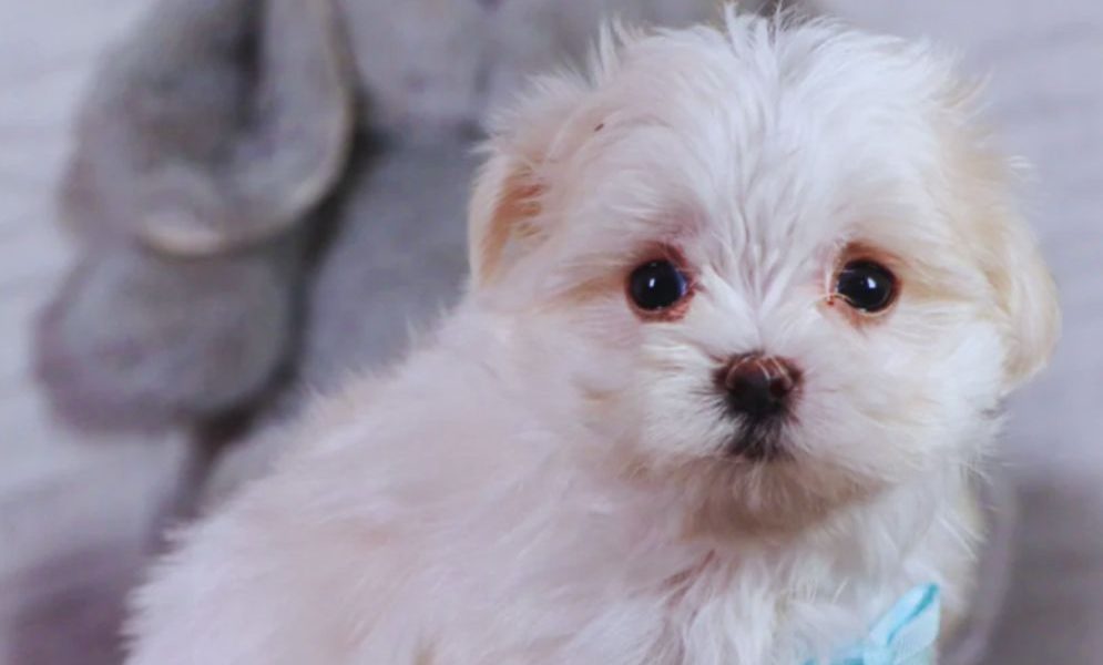 Caring for a Maltese Coat