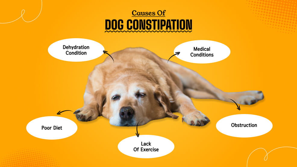 Causes of Dog Constipation