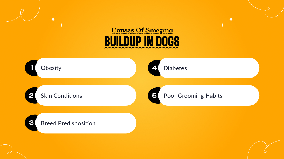 Causes of smegma buildup in dogs