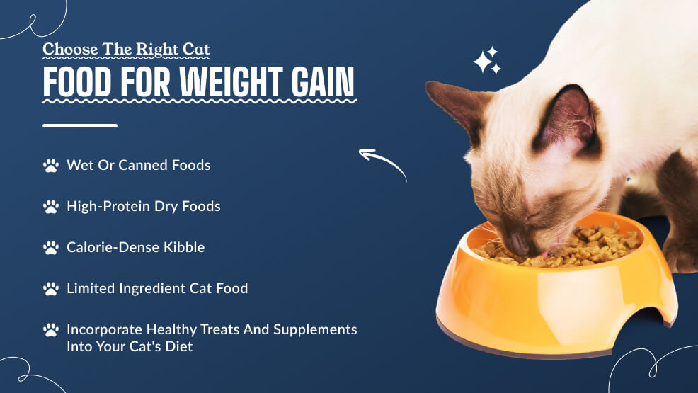 Choose the right cat food for weight gain