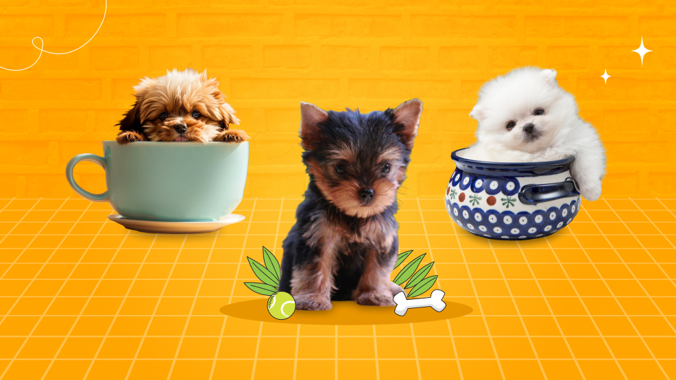 Choosing the Right Teacup Dog