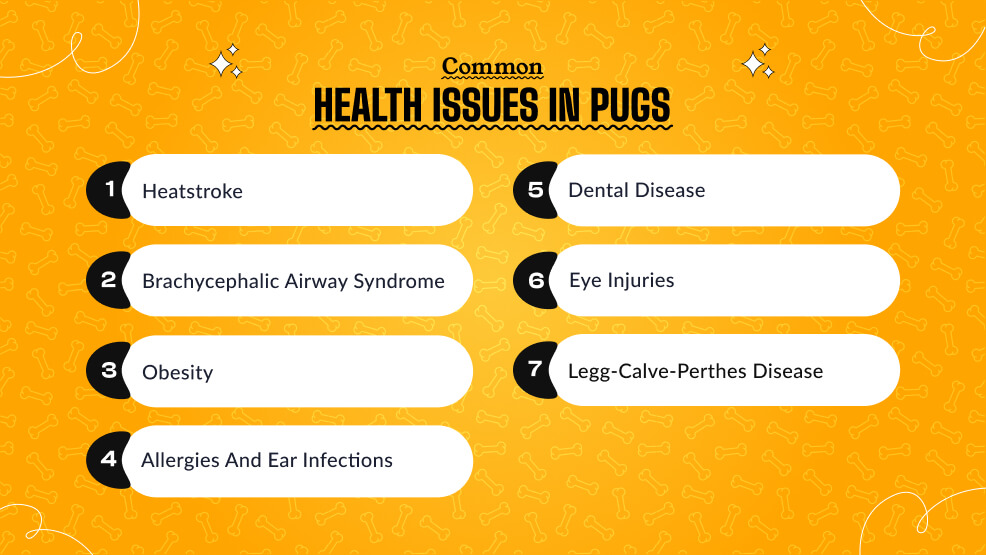 Common Health Issues in Pugs