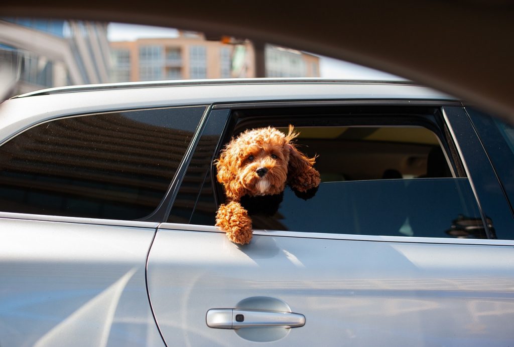 Common Scenarios of Animal-Related Car Accidents