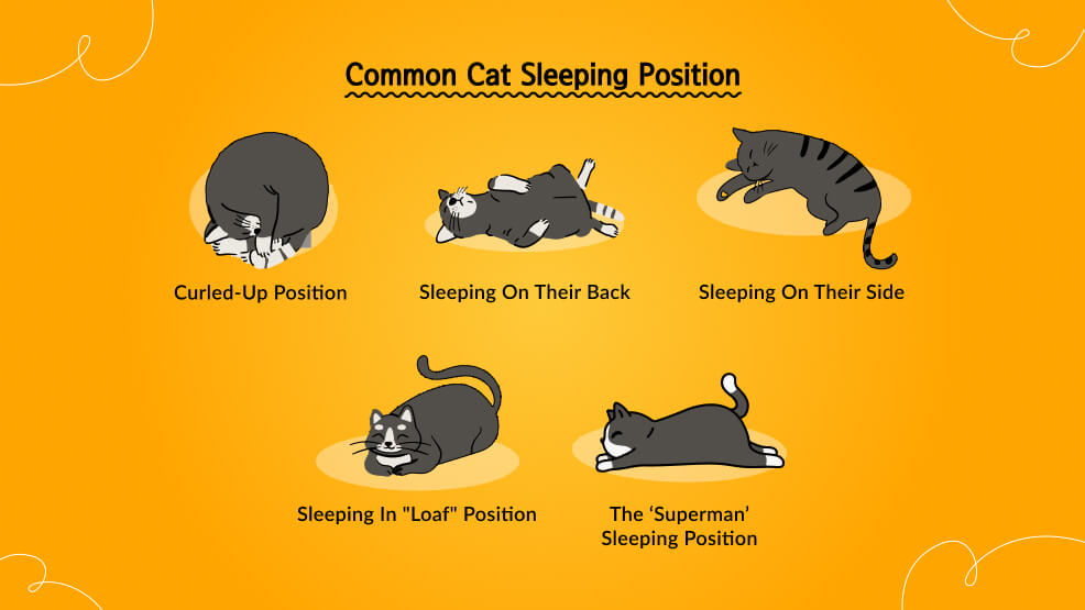 Common cat sleeping position