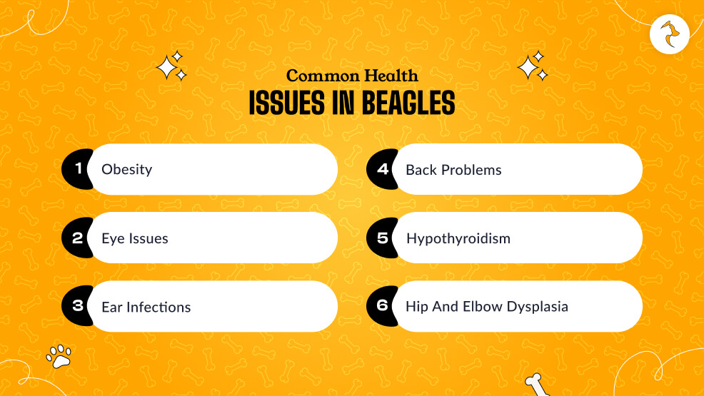 Common health issues in Beagles