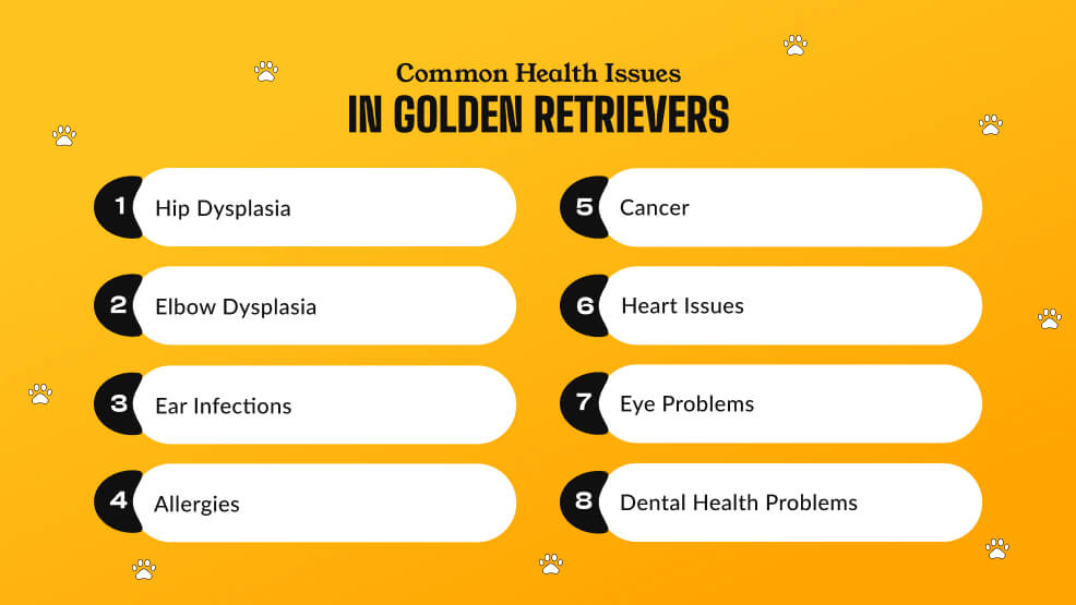 Common health issues in Golden Retrievers