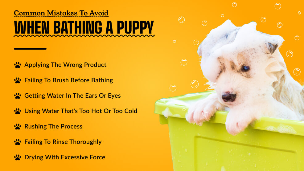 Common mistakes to avoid when bathing a puppy