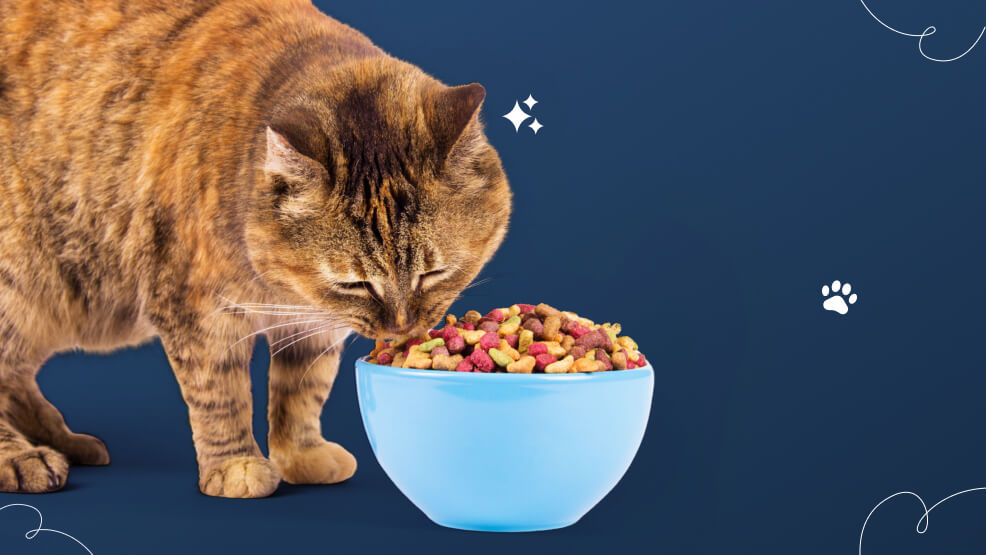 Create A Stressfree mealtime routine and environment for your cat