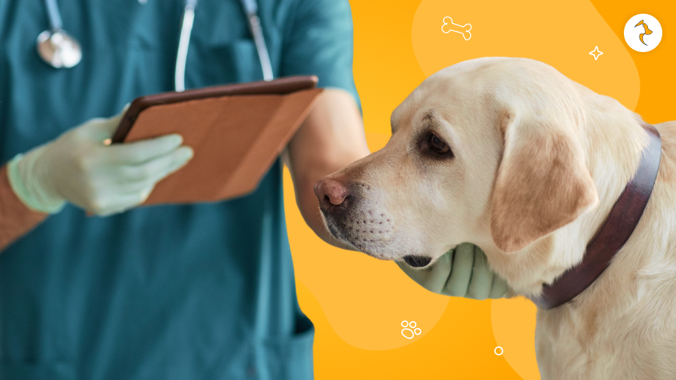 Diagnosis and Veterinary Examination