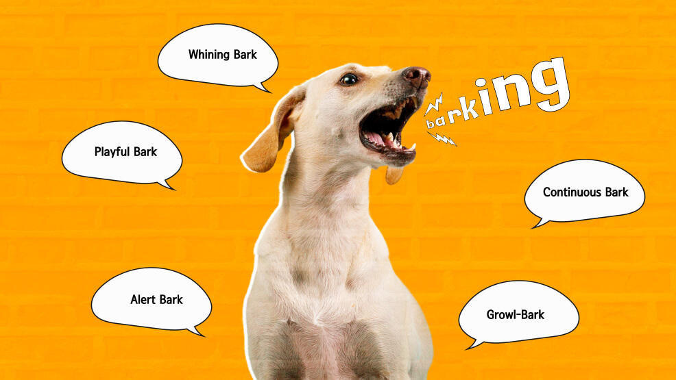 Different Kinds of Barking