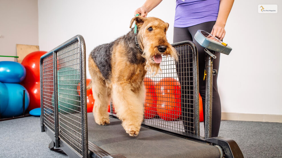 Dog-Treadmill_-Things-You-Need-To-Know