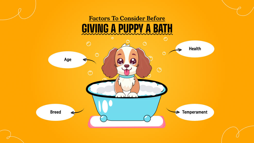 Factors to consider before giving a puppy a bath