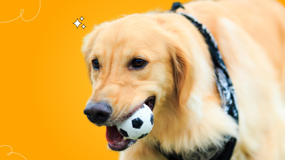 Golden Retrievers as therapy and assistance dogs