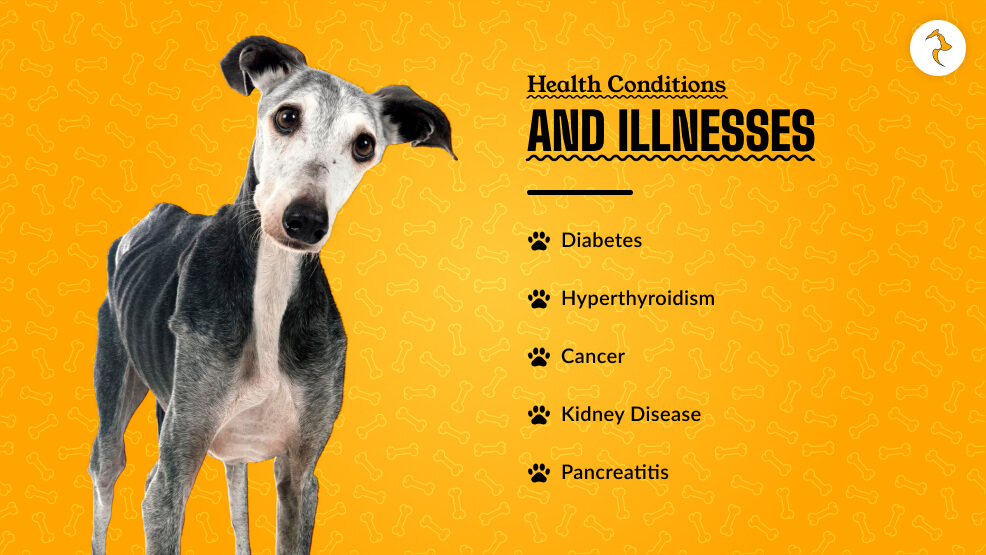 Health Conditions and Illnesses