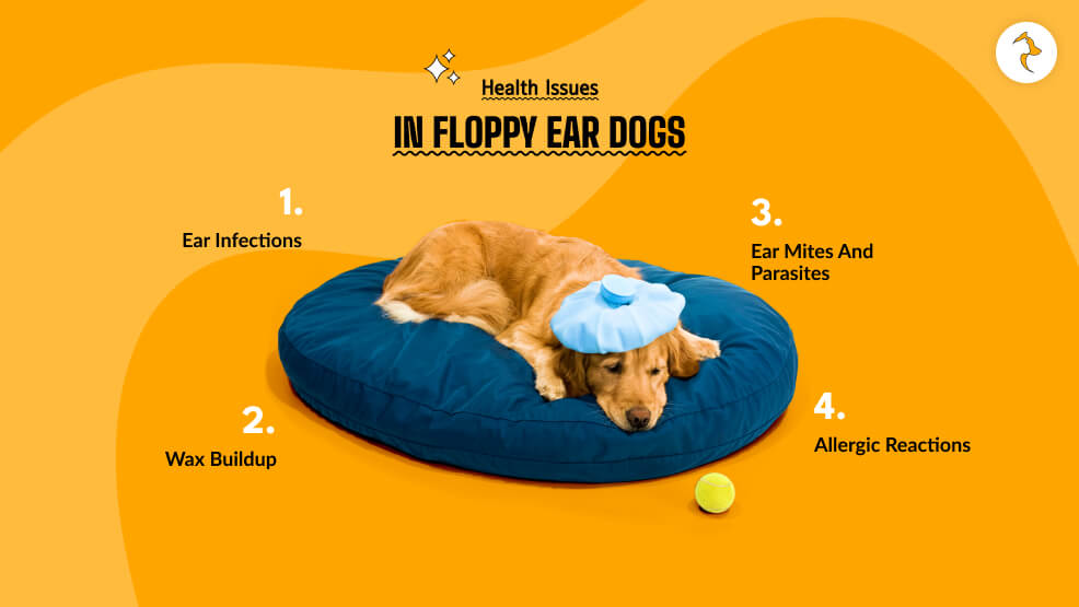 Health Issues in Floppy Ear Dogs