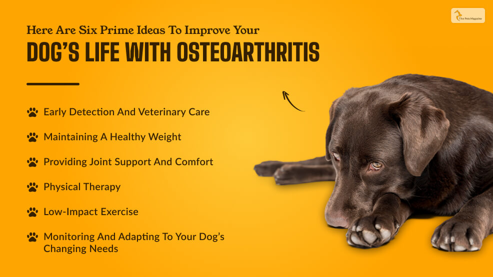 Here-Are-Six-Prime-Ideas-To-Improve-Your-Dogs-Life-With-Osteoarthritis