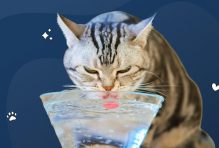 How Long Can a Cat Go Without Drinking Water