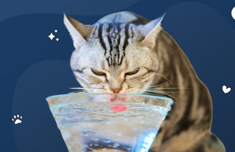 How Long Can a Cat Go Without Drinking Water