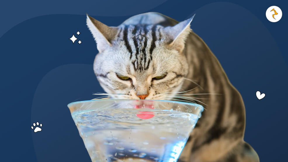 How Long Can a Cat Go Without Drinking Water