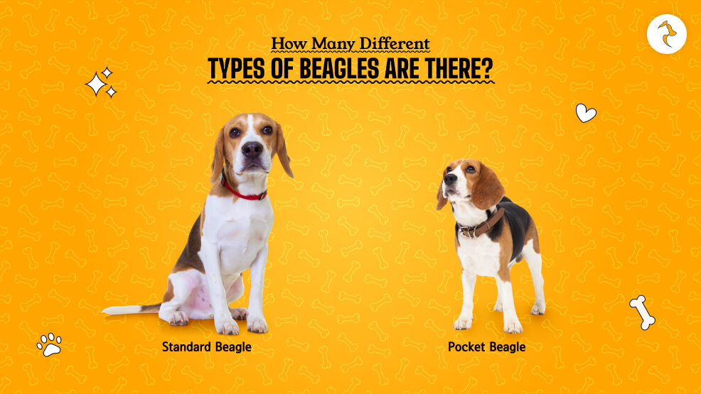 How Many Different Types of Beagles Are There_