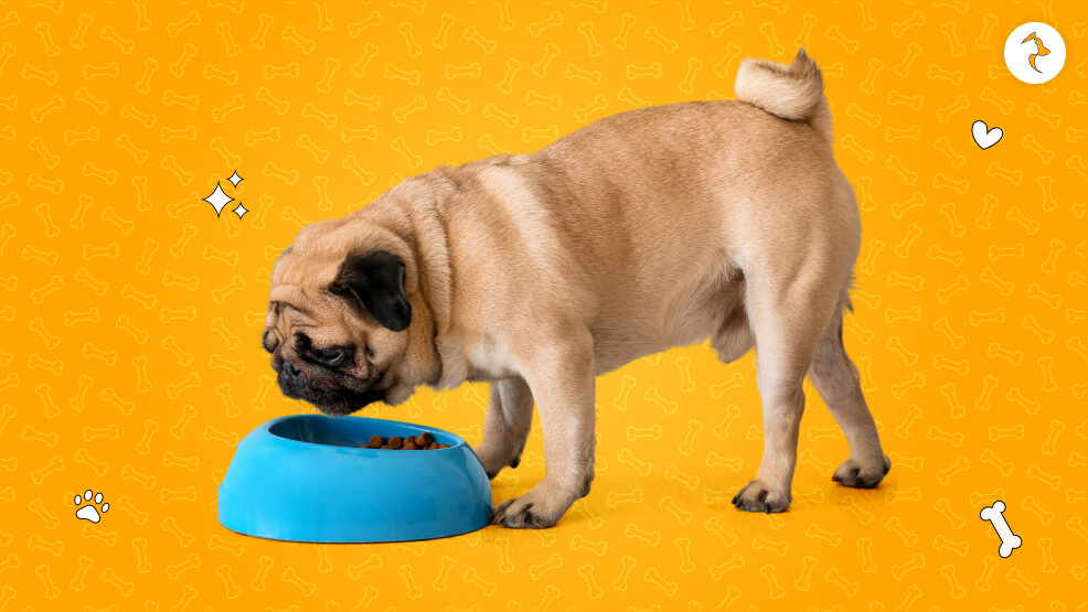 How-Much-Should-You-Feed-a-Pug