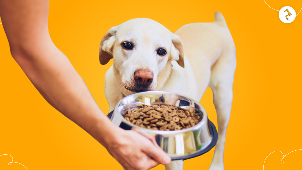 How Often Should My Dog Eat_