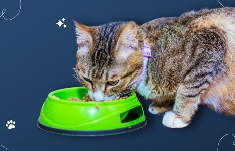 How To Help Your Cat Gain Weight Safely