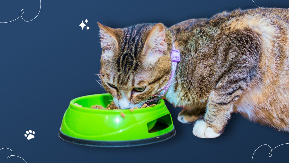 How To Help Your Cat Gain Weight Safely