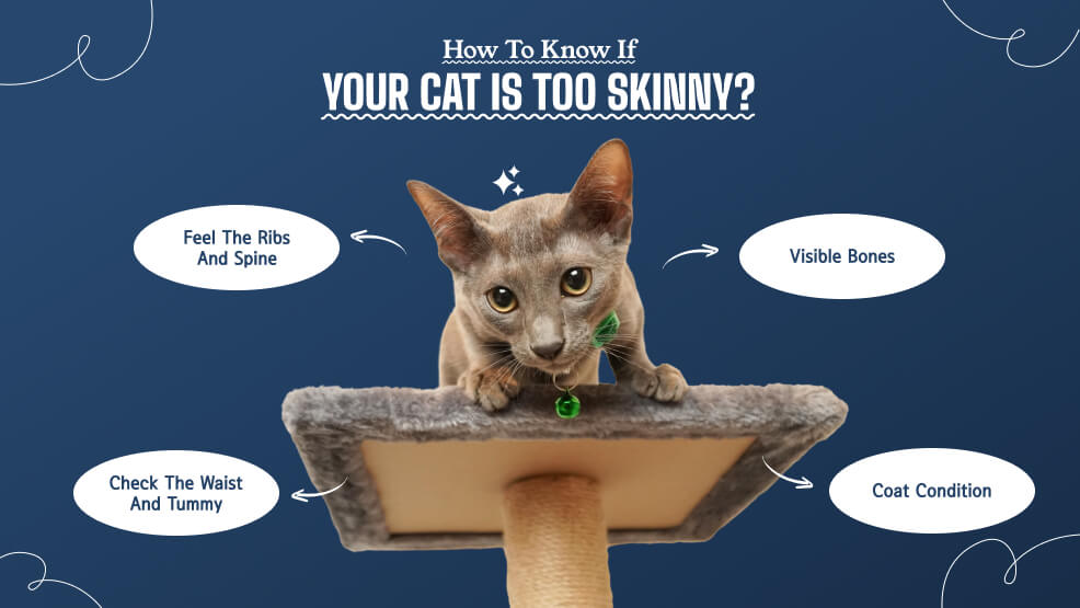 How To Know If Your Cat is Too Skinny_