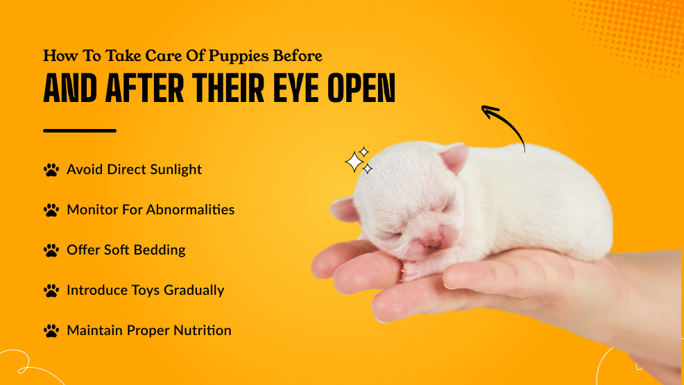 How To Take Care of Puppies Before and After Their Eye Open