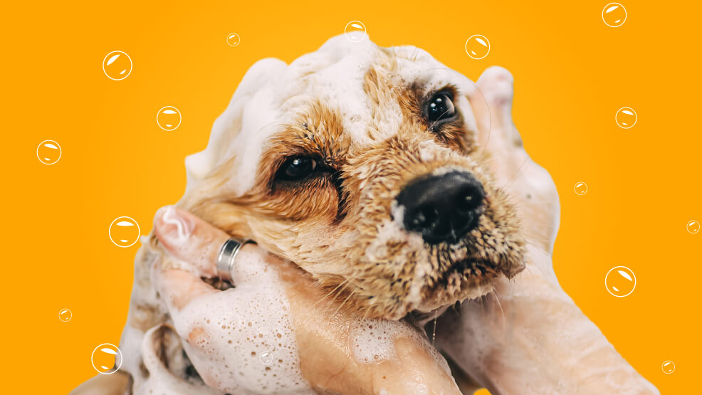 How often should you bathe a puppy_