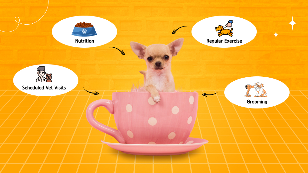 How to Care for Your Teacup Dog