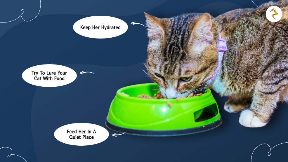 How to Get Your Cat to Eat_