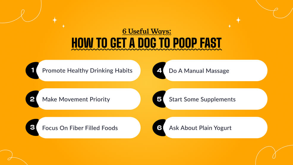 How to Get a Dog to Poop Fast_ 6 Useful Ways