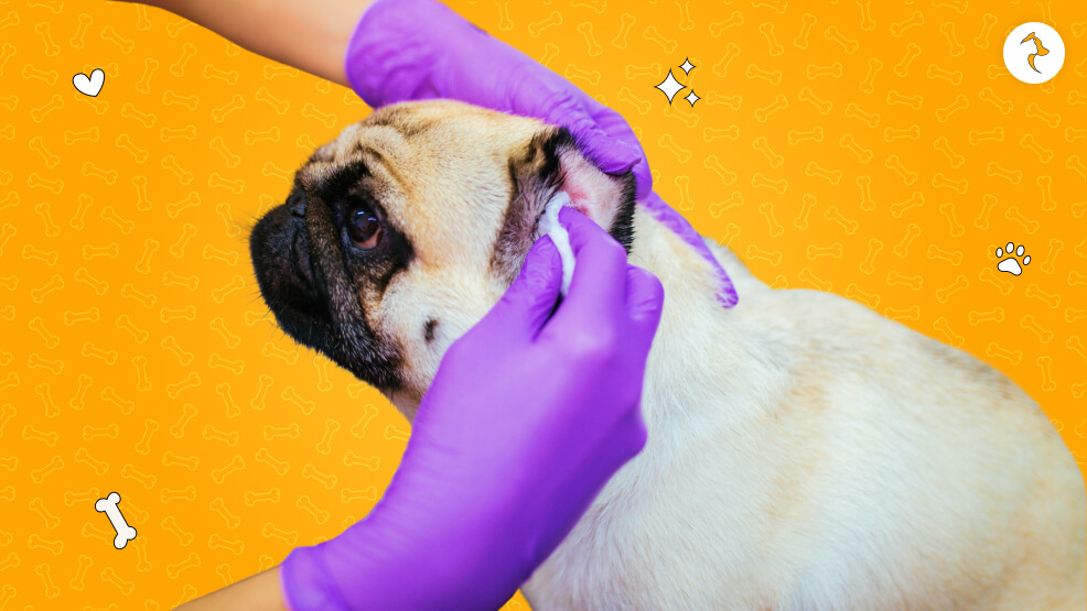 How to Groom a Pug: Grooming Guide for Pugs