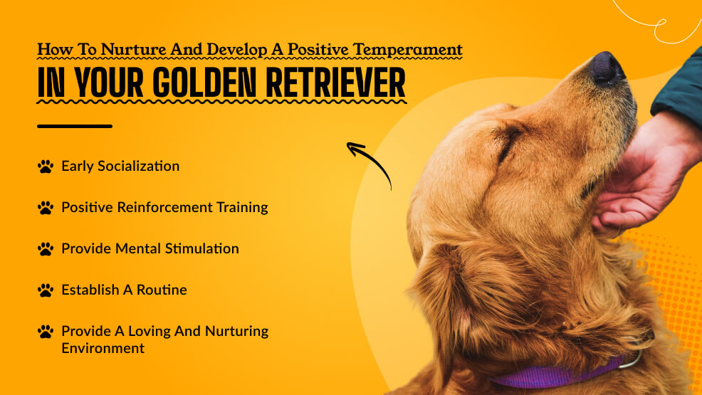 How to nurture and develop a positive temperament in your Golden Retriever