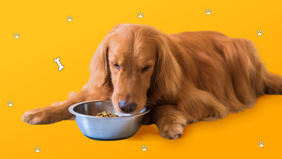 Importance of Proper Nutrition and Exercise for Golden Retrievers