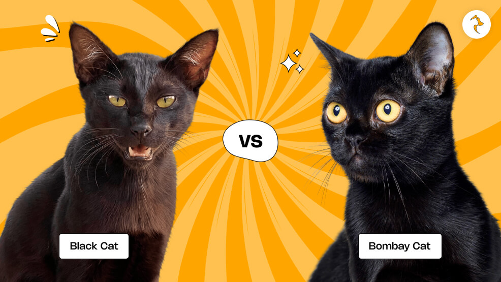 Key Differences Between Bombay Cats and Black Cats