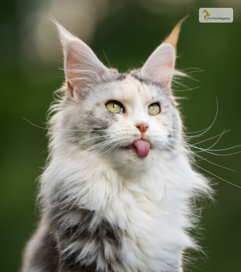 Maine Coon