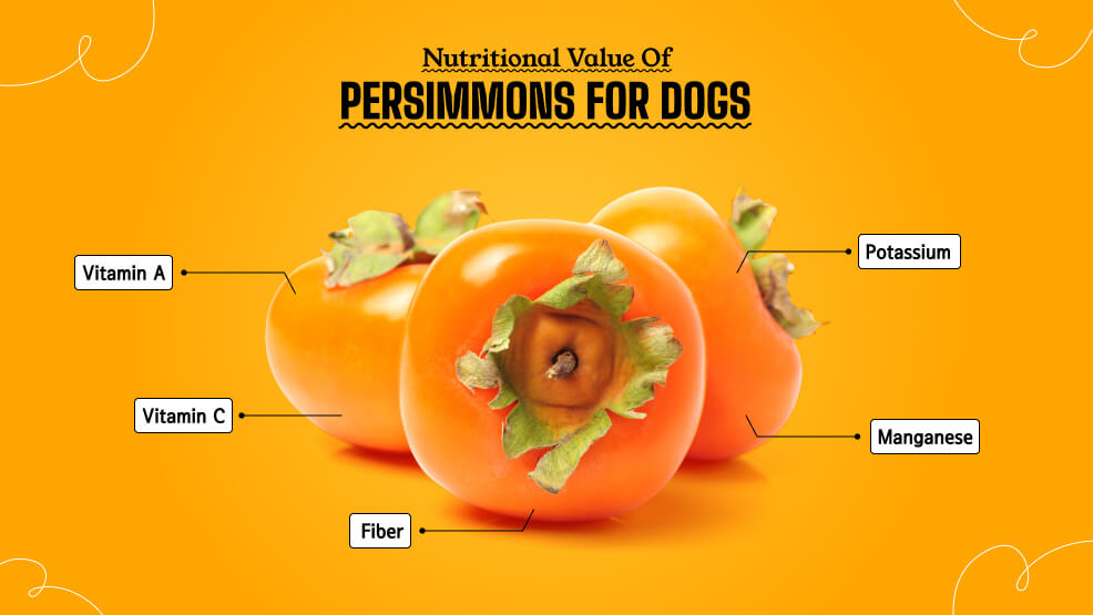 Nutritional value of persimmons for dogs