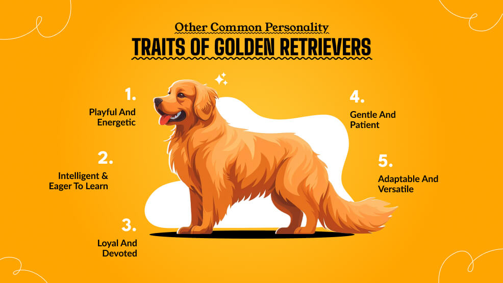 Other Common personality traits of Golden Retrievers