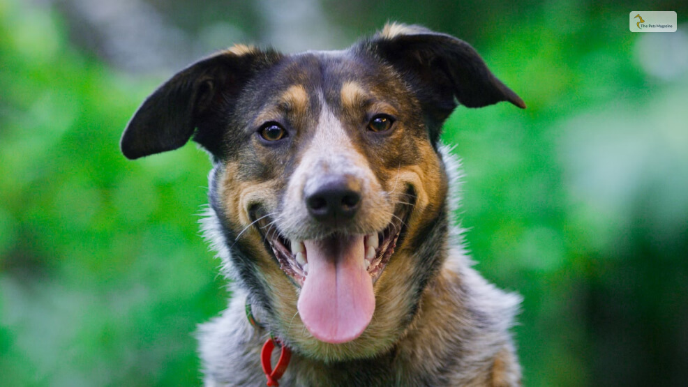 Physical-Appearance-Of-The-Blue-Heeler