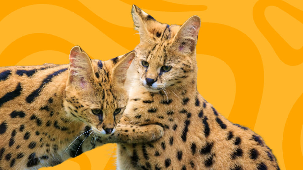 Physical Characteristics of Serval Cats