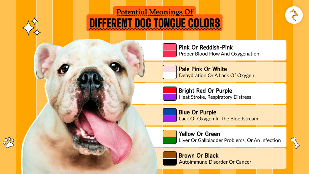 Potential Meanings of Different Dog Tongue Colors