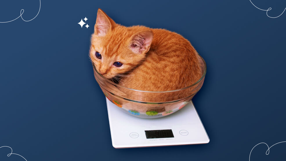 Potential reasons behind your cat's low weight