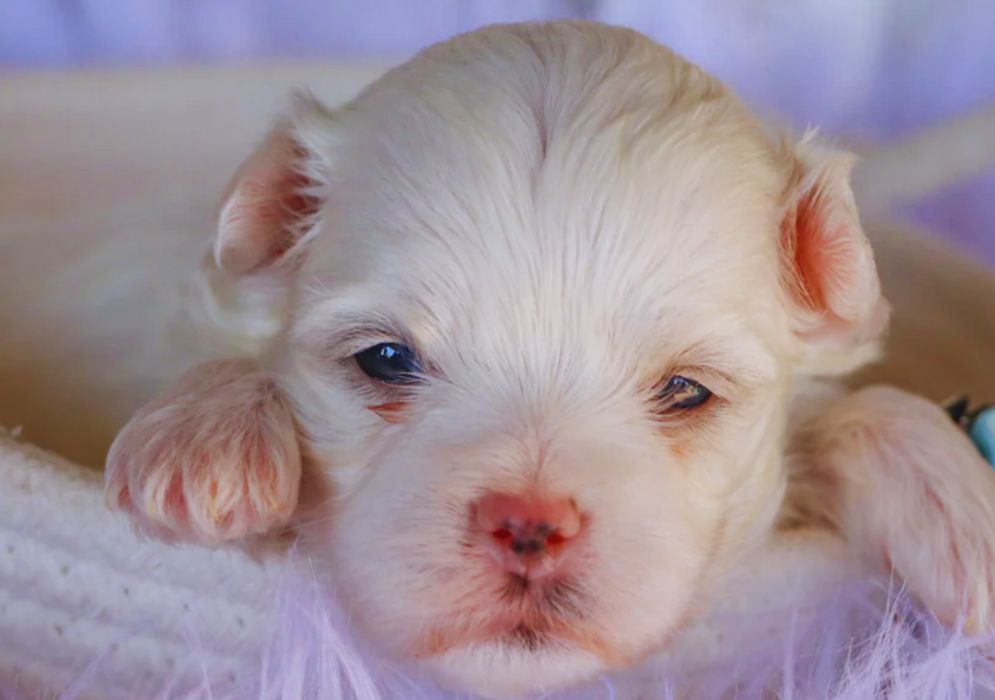 Proper Coat Grooming Routine for Your Maltese