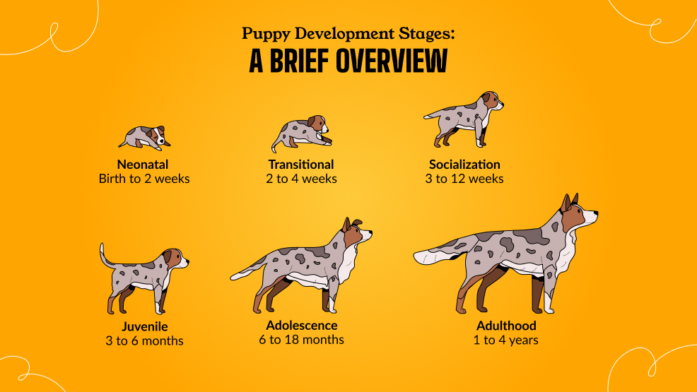 Puppy Development Stages_ A Brief Overview